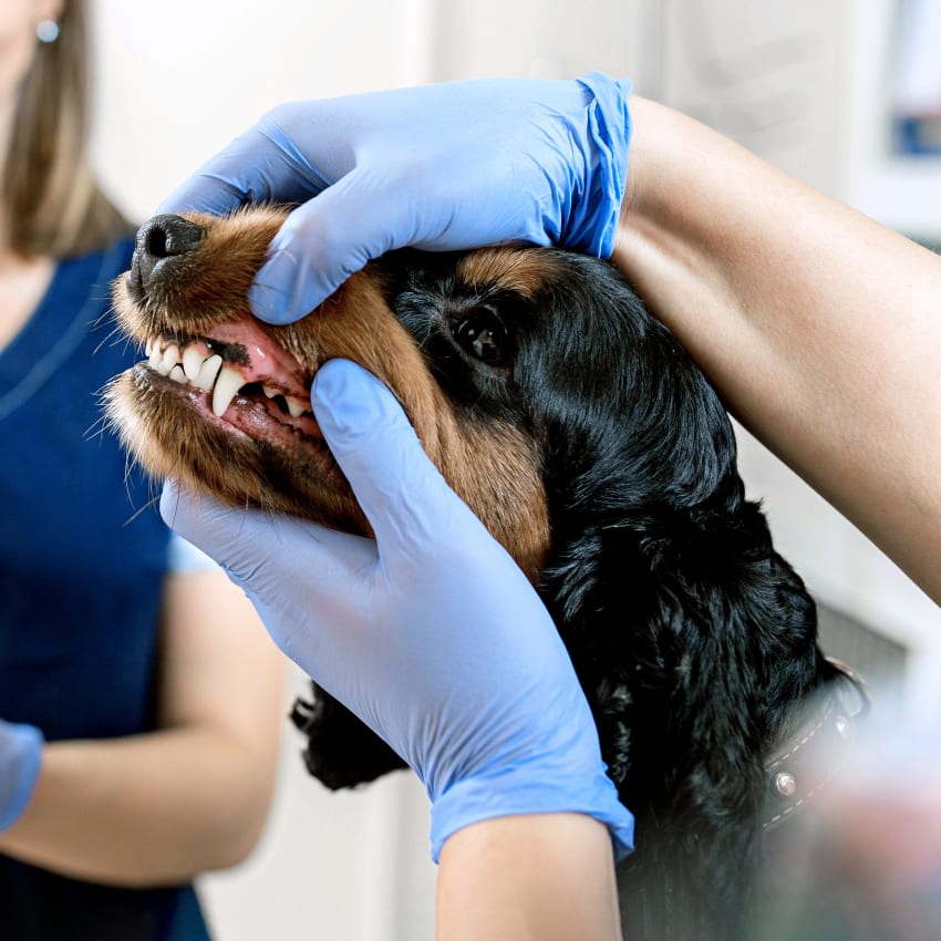 Pet Dental Care, Medford Vet