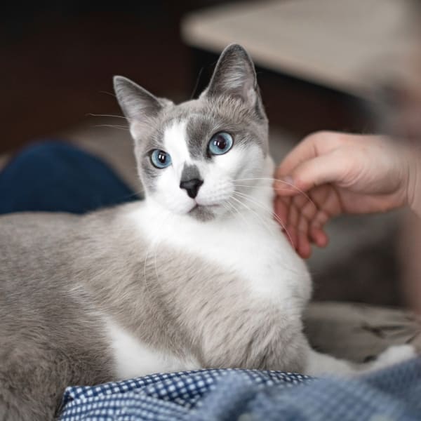 Cat & Dog physical exams