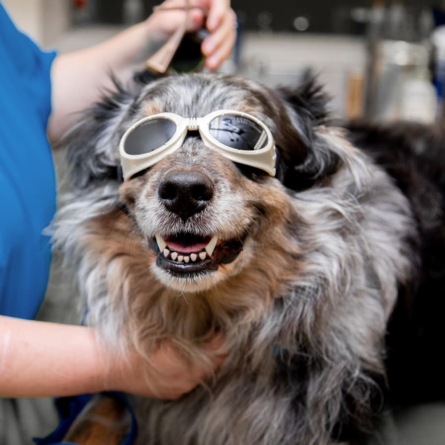 Cold Laser Therapy, Medford Veterinarians